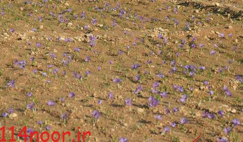 کشف روستای زعفرانی در گچساران کشف روستای زعفرانی در گچساران