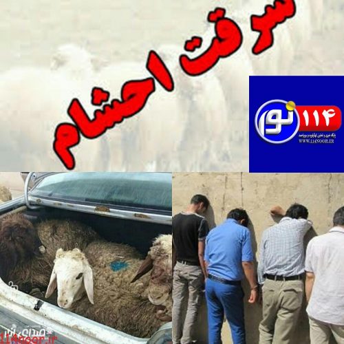 دستگیری سارقان احشام با ۱۶ فقره سرقت درگچساران