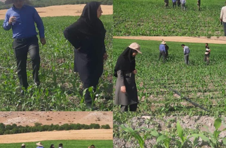مدیر حفظ نباتات سازمان جهاد کشاورزی کهگیلویه و بویراحمد از ردیابی و پایش آفت کرم برگخوار پاییزه در استان خبر داد