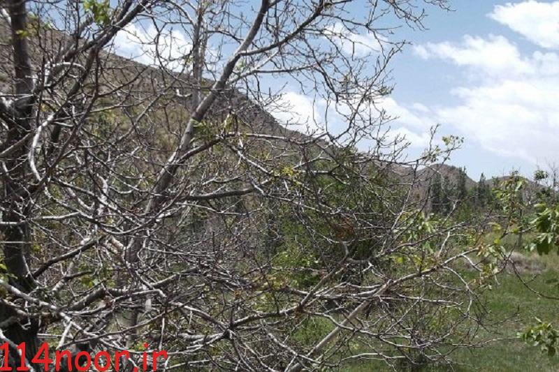 ۲۰ درصد از باغ های گچساران دچار تنش آبی شده است ۲۰ درصد از باغ های گچساران دچار تنش آبی شده است