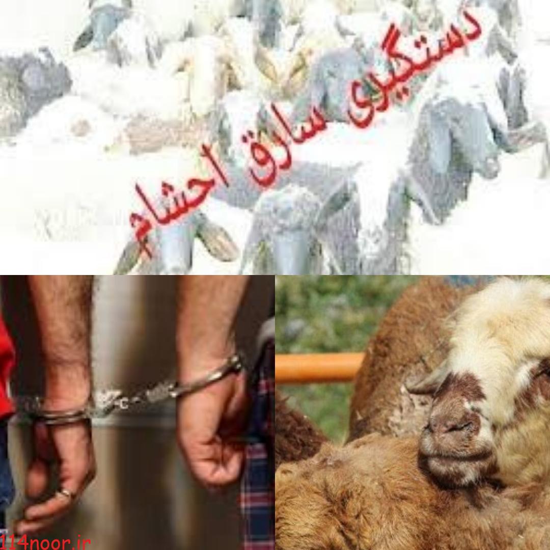 سارق احشام در گچساران به دام پلیس افتاد سارق احشام در گچساران به دام پلیس افتاد