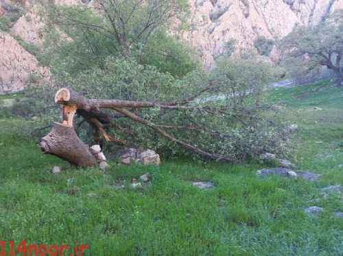 دستگیری عامل قطع درختان در باشت دستگیری عامل قطع درختان در باشت