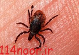 راههای جلوگیری از ابتلا به بیماری تب کریمه کنگو بیماری تب کریمه کنگو از جمله بیماری‌های مشترک بین انسان و دام است که بیشتر از راه گزش کنه آلوده منتقل می‌شود