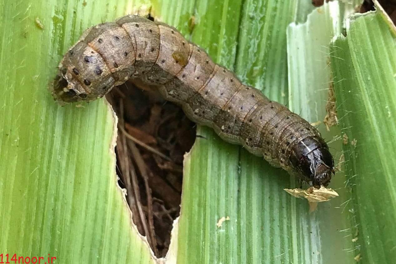 احتمال شیوع کرم برگ خوار پاییزه در باشت احتمال شیوع کرم برگ خوار پاییزه در باشت