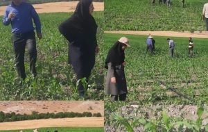 مدیر حفظ نباتات سازمان جهاد کشاورزی کهگیلویه و بویراحمد از ردیابی و پایش آفت کرم برگخوار پاییزه در استان خبر داد