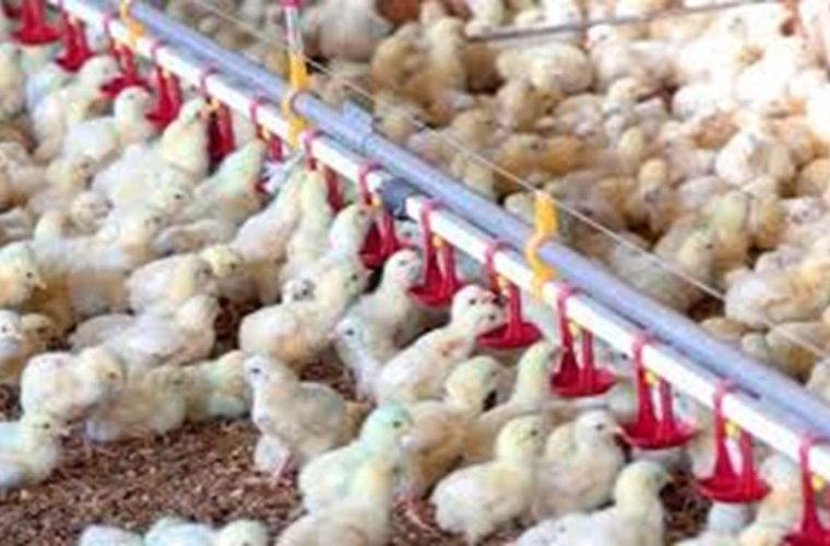 شکسته‌شدن رکورد جوجه‌ریزی در کهگیلویه و بویراحمد با رشد ۴۵ درصدی