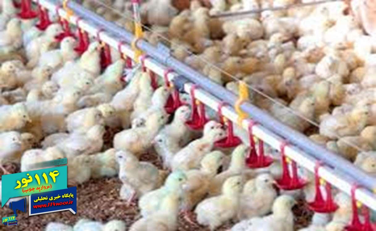 شکسته‌شدن رکورد جوجه‌ریزی در کهگیلویه و بویراحمد با رشد ۴۵ درصدی