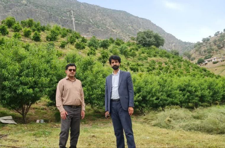 بازدید میدانی مدیر و مسؤلین جهاد کشاورزی از باغات مرکبات بخش منج شهرستان لردگان