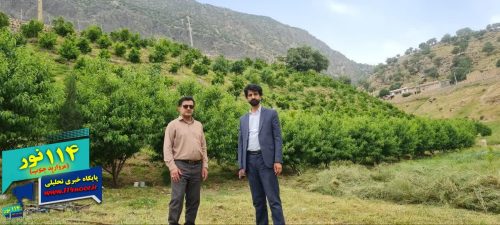 بازدید میدانی مدیر و مسؤلین جهاد کشاورزی از باغات مرکبات بخش منج شهرستان لردگان